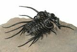 Dicranurus Trilobite - Free Standing Spines! #189958-2